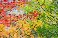Leonardslee Autumn Colours