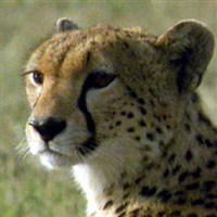 Whipsnade Zoo
