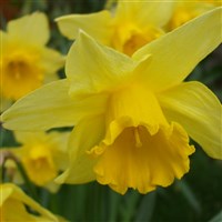 Thriplow Daffodils