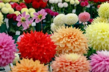 BBC Gardeners World  Autumn Fair