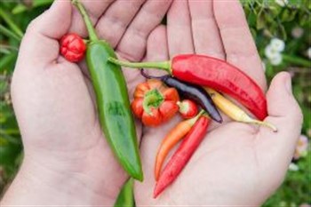 Wisley RHS Garden, Festival of Flavours