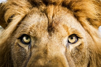 Big Cat Fest, Kent